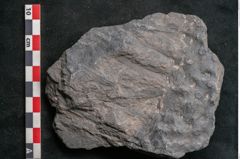 Foto (Detailansicht) von Stigmaria ficoides Brongniart (NHMW-GEO-2024-0188-11120)